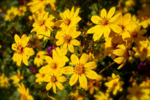 Yellow adey abeba daisies, the flower of Meskel and the end of the rains