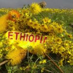 Ethiopian Calendar Converter Adey Abeba flowers in the highlands at Ethiopian New Year in September
