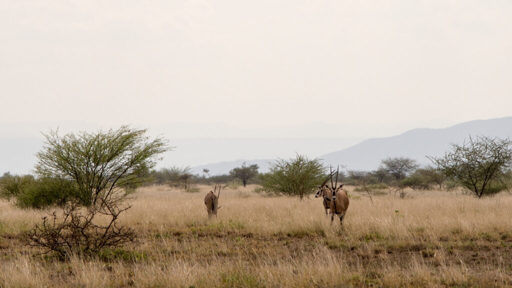 Awash National Park: Oryx, Falls and Hot Springs
