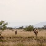 Beisa oryx in Awash National Park