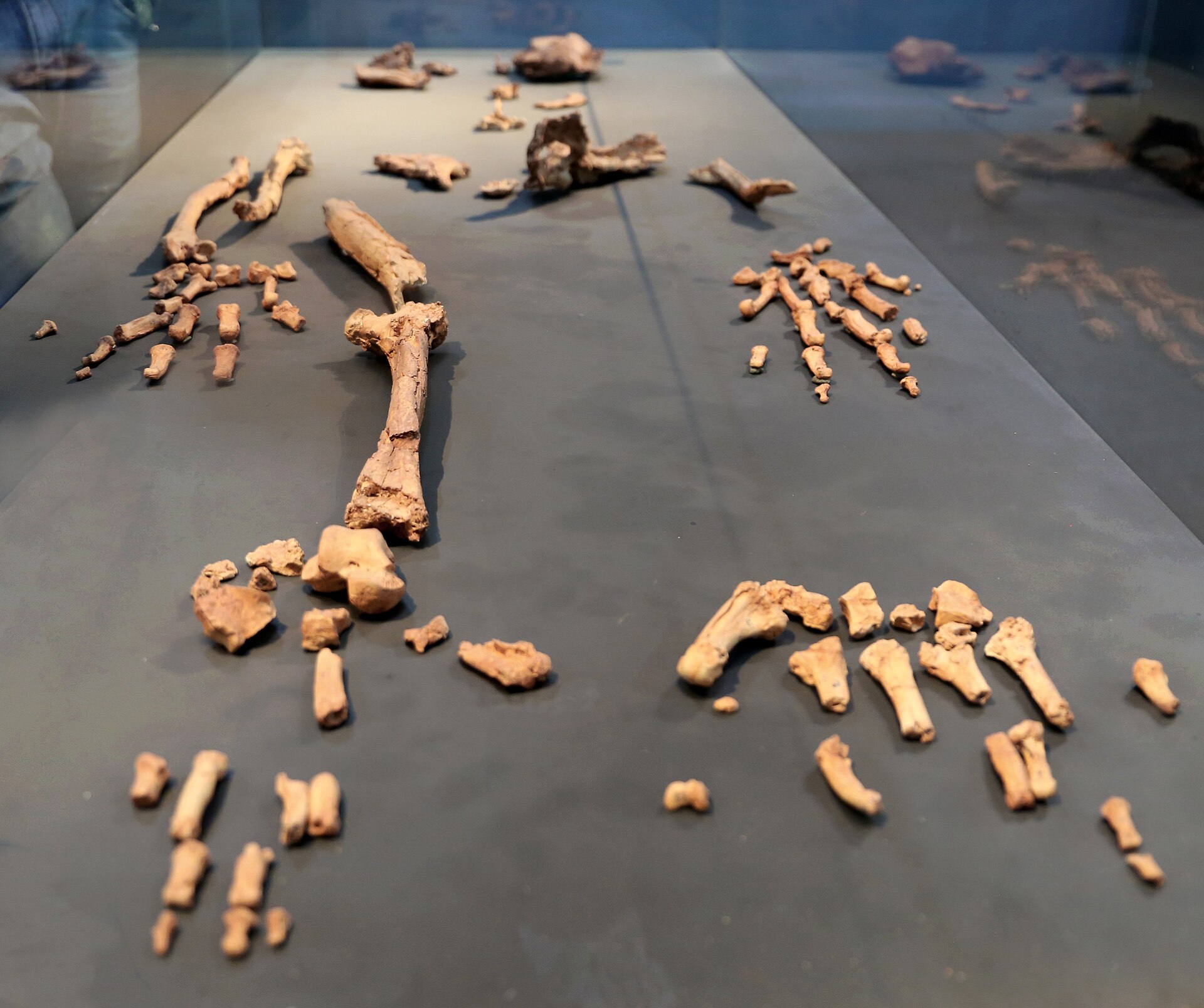 Replica of Ardi's fossil bones, Ardipithecus ramidus