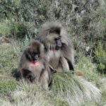 Gelada monkeys feeding in the Simien Mountains
