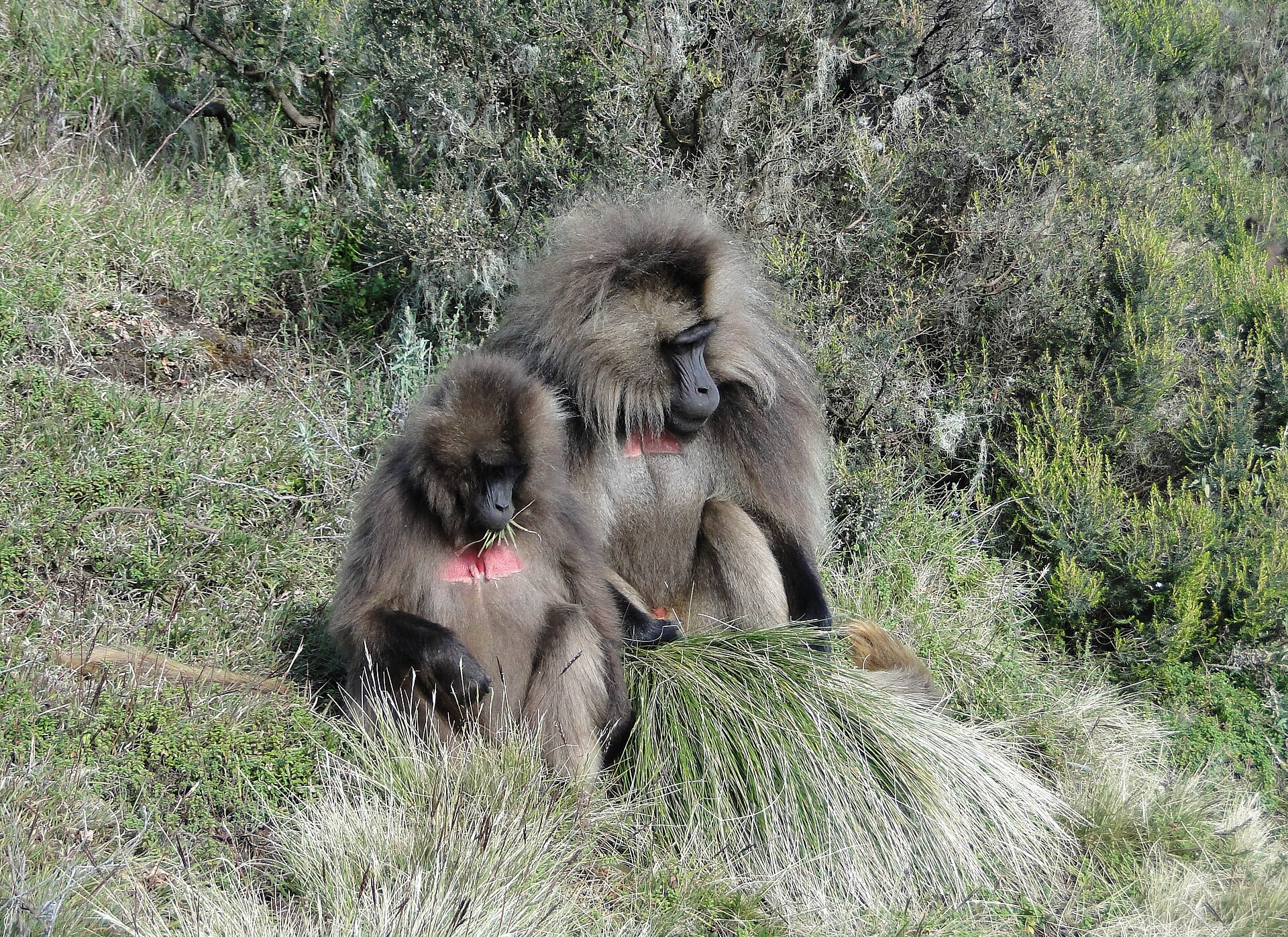 Gelada monkeys feeding in the Simien Mountains