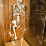 Cast of Lucy's skeleton, Australopithecus afarensis