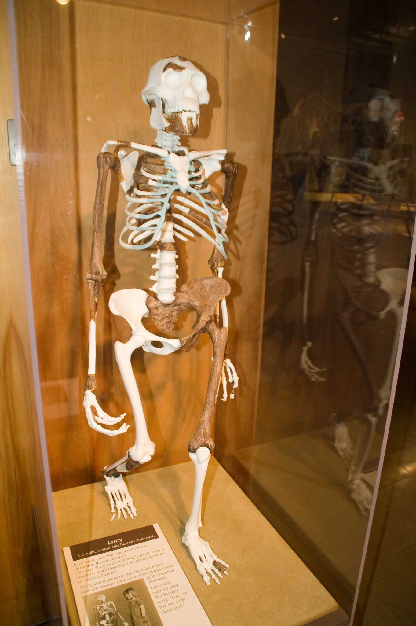 Cast of Lucy's skeleton, Australopithecus afarensis