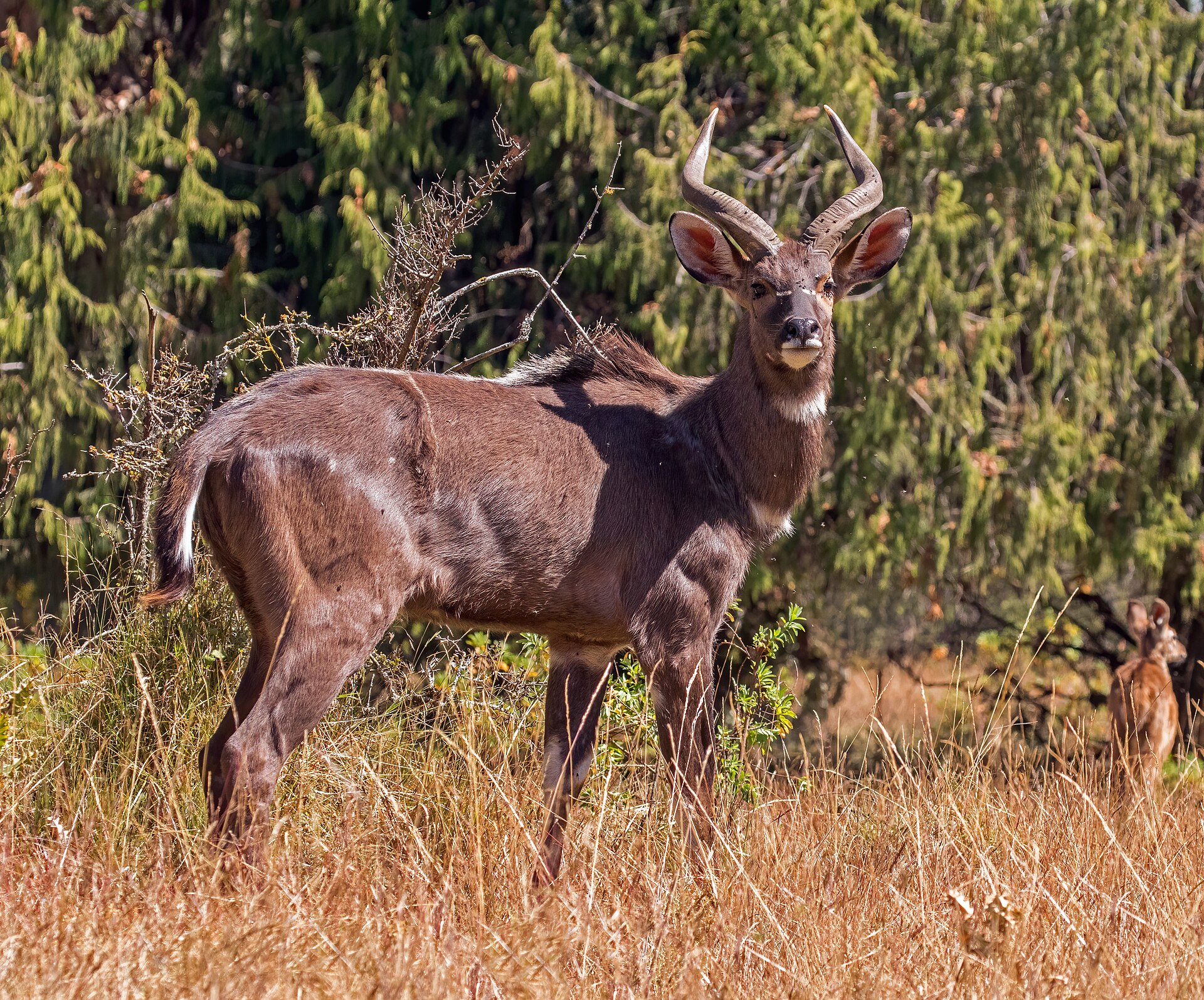 Male mountain nyala with spiralled horns