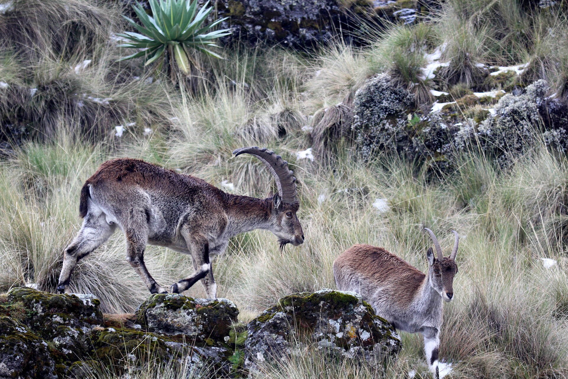 Male walia ibex with long curved horns