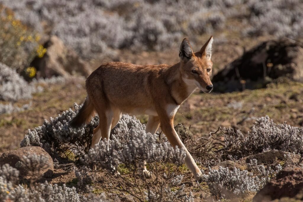 Ethiopia’s Endemic Animals: Wildlife Found Nowhere Else