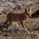 Ethiopia's Endemic Animals: Wildlife Found Nowhere Else Ethiopian wolf with a red coat and white chest