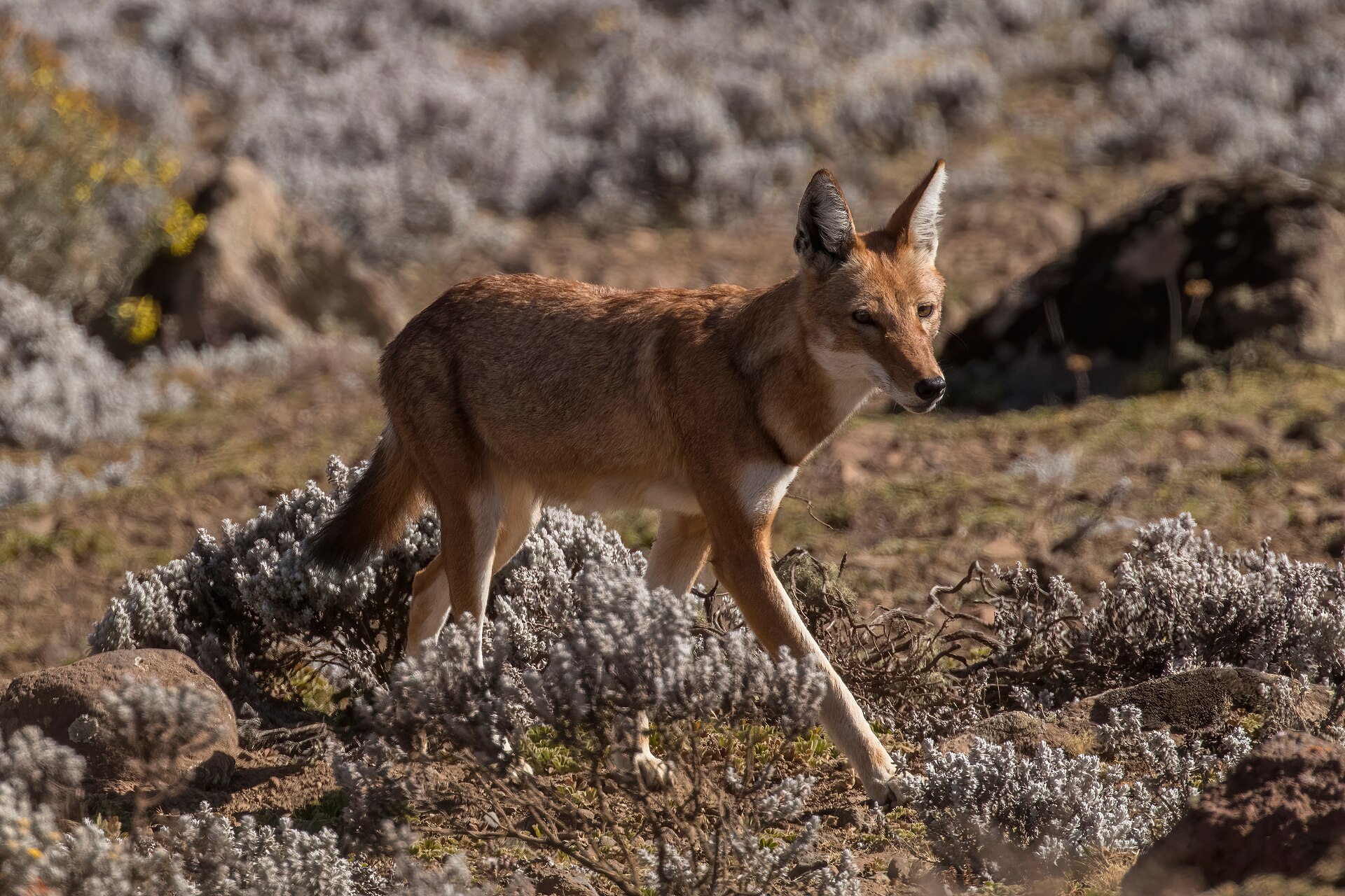 Ethiopian wolf with a red coat and white chest