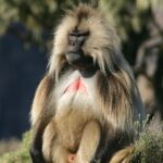 Gelada in Simien Mountains National Park