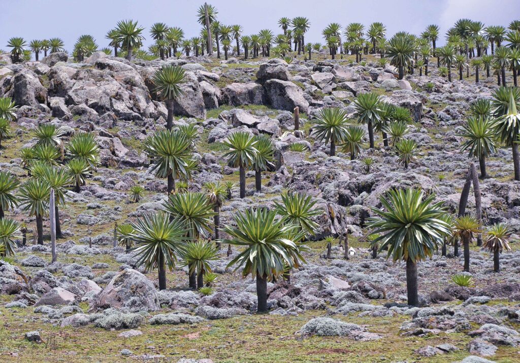 Bale Mountains