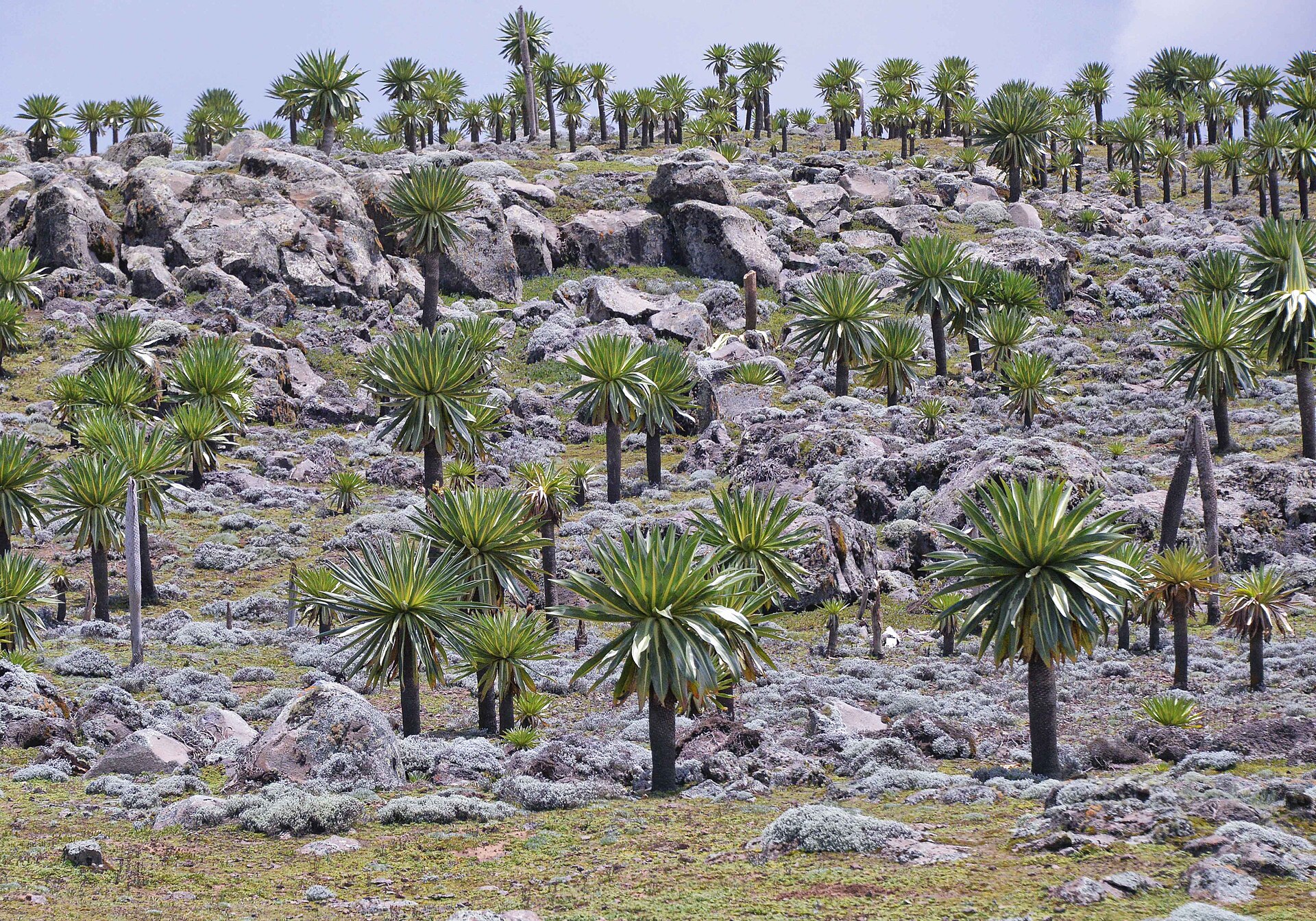 Giant lobelia on the Sanetti Plateau, Bale Mountains