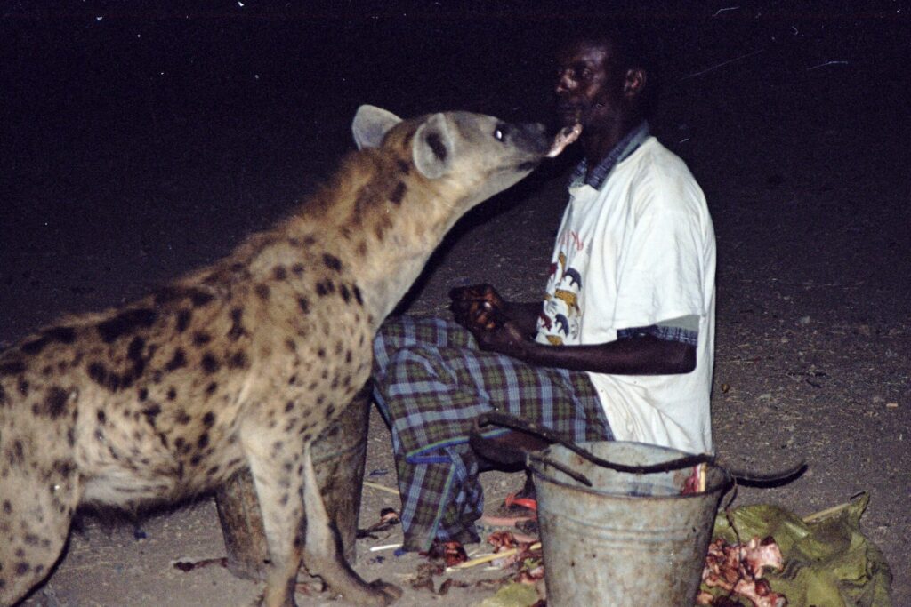 A spotted hyena being fed at night in Harar