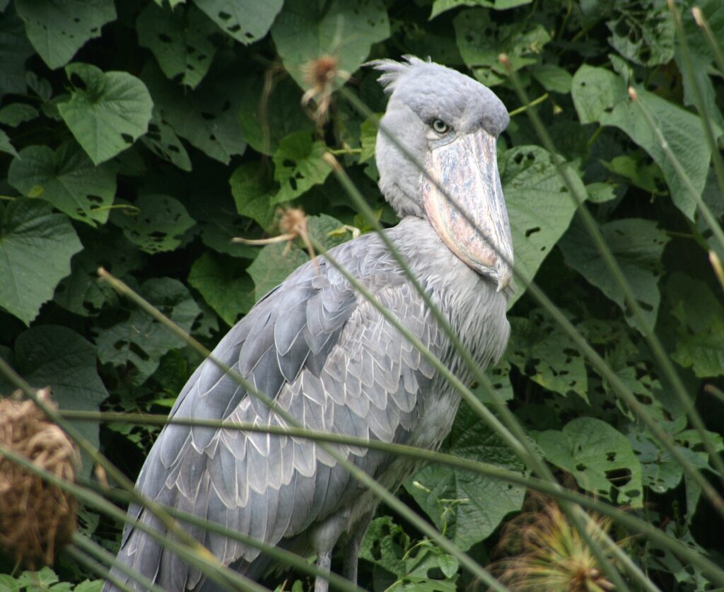Shoebill, a wetland bird of western Ethiopia