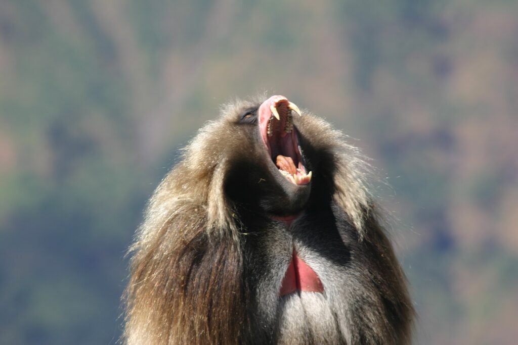 Simien Mountains National Park