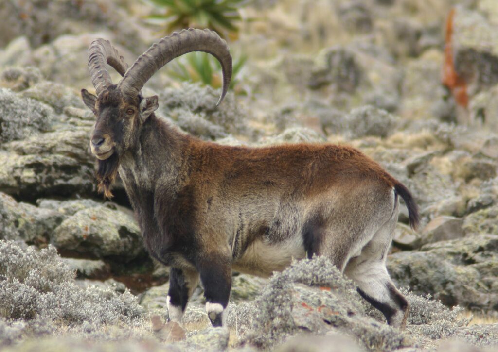 Walia ibex in the Simien Mountains